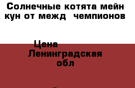 Солнечные котята мейн-кун от межд. чемпионов › Цена ­ 25 000 - Ленинградская обл., Санкт-Петербург г. Животные и растения » Кошки   